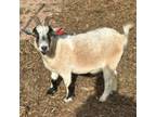 Adopt Pie a Goat