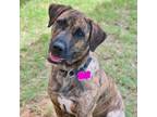 Adopt Sunshine a Plott Hound, Black Labrador Retriever