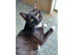 Adopt Mrs. Chin a Domestic Short Hair