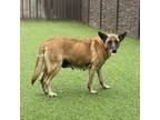 Adopt Fiji a Mixed Breed