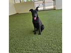 Adopt Sharry a Black Labrador Retriever, Mixed Breed