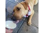 Adopt Sally aka ellie a Yellow Labrador Retriever