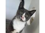 Adopt Gabby a Domestic Short Hair