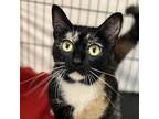 Adopt Nola a Domestic Short Hair