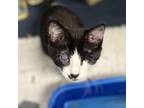 Adopt Aria a Domestic Short Hair