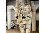 Adopt Aubrey a Domestic Short Hair