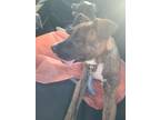 Adopt Peony- ADOPTED a Pit Bull Terrier, Mixed Breed