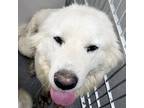 Adopt Starlight a Great Pyrenees