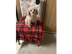 Adopt Twinkle Toes a Poodle