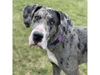 Adopt Dyna a Great Dane