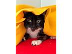 Adopt Eclipse a Domestic Short Hair