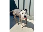 Adopt Beatrice a Pit Bull Terrier, Mixed Breed