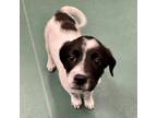 Adopt Leela a Mixed Breed