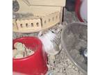 Adopt Bluebell a Hamster