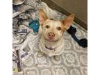 Adopt Opal a Cattle Dog