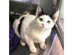 Adopt Athena a Domestic Short Hair