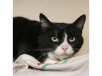 Adopt Alley a American Shorthair