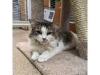 Adopt Bonnie a Domestic Long Hair