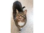 Adopt Petunia a Domestic Short Hair