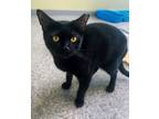 Adopt Moxxie a Domestic Short Hair