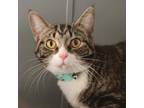 Adopt Buckingham a Domestic Short Hair