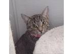 Adopt McVie a Domestic Short Hair