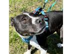 Adopt Maggie a Boxer, Pit Bull Terrier