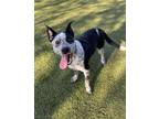 Adopt Lily Mae a Australian Cattle Dog / Blue Heeler, Mixed Breed