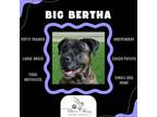 Adopt Big Bertha a Mastiff