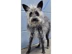Adopt Ruby (HW-) a Cairn Terrier, Mixed Breed