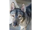 Adopt Mira a Husky, Mixed Breed