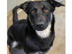 Adopt Victoria a German Shepherd Dog, Mixed Breed