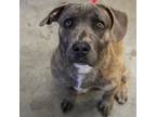 Adopt Blossom a Basset Hound, Pit Bull Terrier