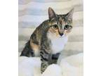 Adopt Jade a Domestic Short Hair