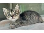 Adopt Pipsqueak a Domestic Short Hair