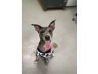 Adopt Mosaic a Catahoula Leopard Dog, Mixed Breed