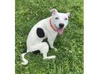 Adopt Shiloh (Underdog) a Pit Bull Terrier, Mixed Breed