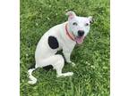 Adopt Shiloh a Pit Bull Terrier, Mixed Breed