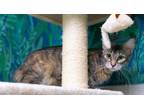 Adopt Spark Plug a Domestic Medium Hair, Domestic Short Hair