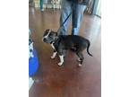 Adopt Whisper a Pit Bull Terrier, Mixed Breed