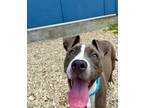 Adopt Silver a Pit Bull Terrier, Mixed Breed