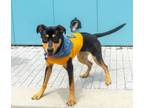 Adopt Quail a Rottweiler, Mixed Breed