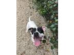 Adopt Drizella a Pit Bull Terrier, Mixed Breed