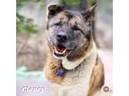 Adopt Clancy a Akita