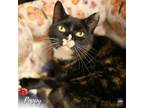 Adopt Poppy a Domestic Short Hair