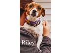Adopt Riley a Parson Russell Terrier, Mixed Breed