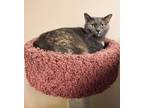 Adopt Heather a Domestic Short Hair