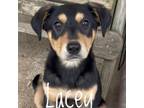 Adopt Lacey a Dachshund