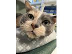 Adopt Magella a Domestic Short Hair