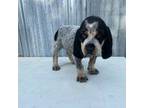 Bluetick Coonhound Puppy for sale in Fort Worth, TX, USA